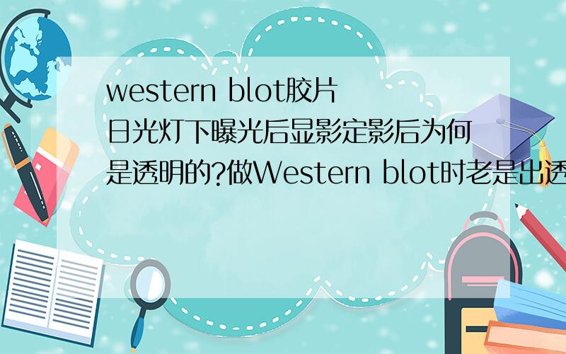 western blot胶片日光灯下曝光后显影定影后为何是透明的?做Western blot时老是出透明片,为明确胶片冲洗有无问题,我取出一张胶片,然后打开暗室的日光灯让其曝光,再放入显影液－定影液,发现最