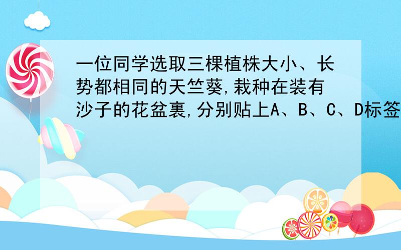 一位同学选取三棵植株大小、长势都相同的天竺葵,栽种在装有沙子的花盆裏,分别贴上A、B、C、D标签,进行验：A盆施加适量的复合化肥（即按比例将氮、磷、钾肥混合而成）；B盆仅施加适量