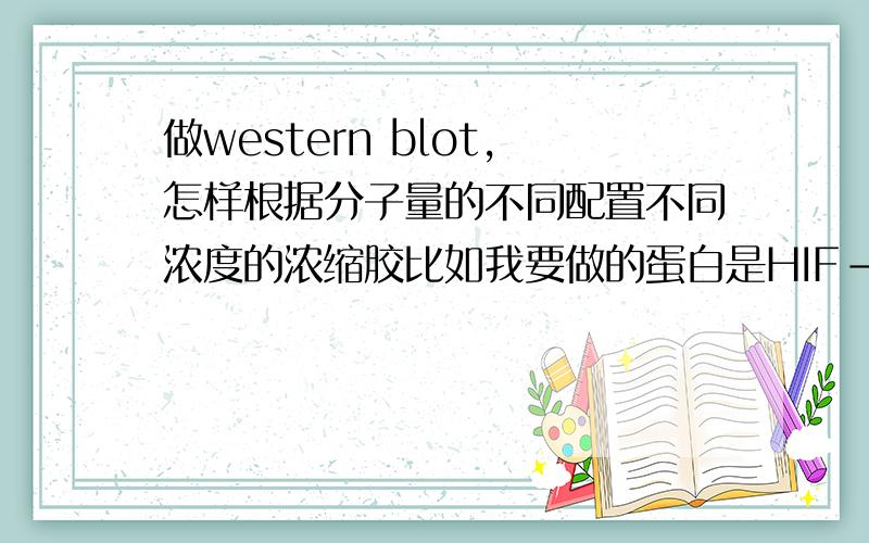 做western blot,怎样根据分子量的不同配置不同浓度的浓缩胶比如我要做的蛋白是HIF-1α,其分子量为120KD,应该配多少浓度的分离胶?