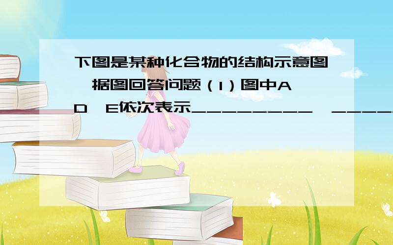 下图是某种化合物的结构示意图,据图回答问题（1）图中A、D、E依次表示________、_________、_______中表示R基的字母是___________.（2）该化合物是由_____个氨基酸分子通过______反应形成的______肽.（