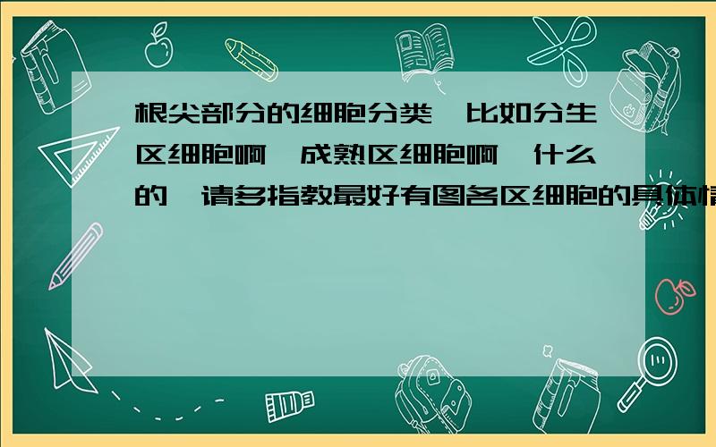 根尖部分的细胞分类,比如分生区细胞啊,成熟区细胞啊,什么的,请多指教最好有图各区细胞的具体情况