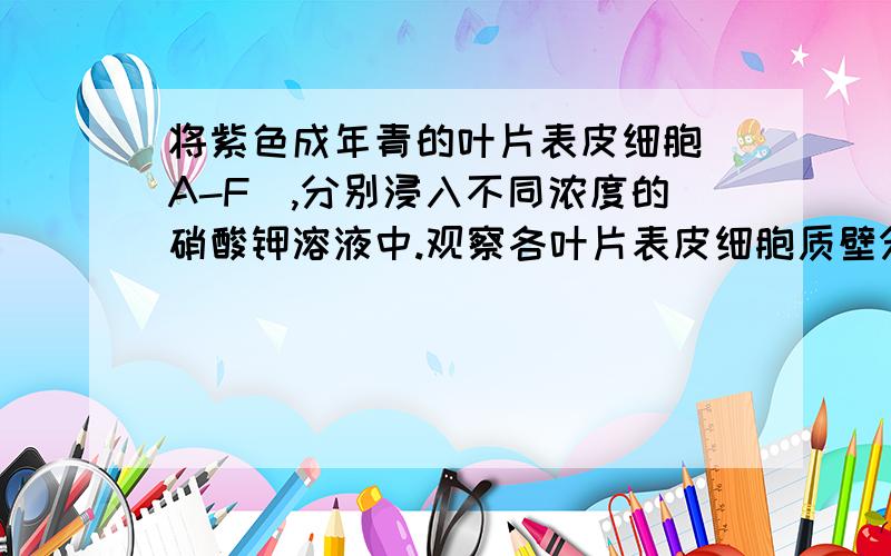 将紫色成年青的叶片表皮细胞(A-F),分别浸入不同浓度的硝酸钾溶液中.观察各叶片表皮细胞质壁分离及复原的实验结果如下1,万年青叶片表皮细胞细胞液的浓度约为__________2,在C和D浓度下,叶片