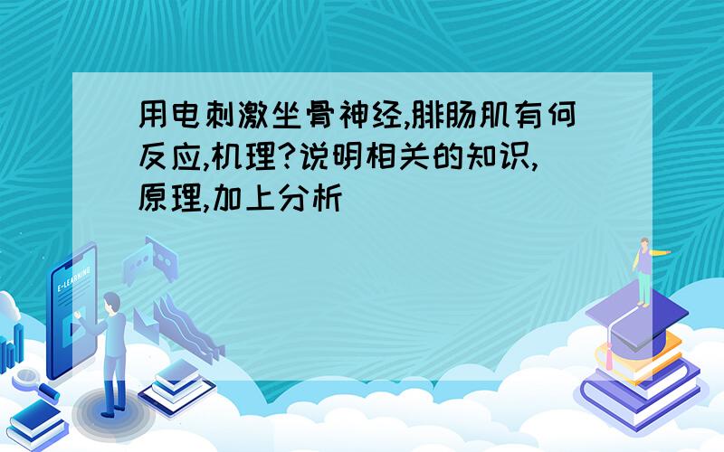 用电刺激坐骨神经,腓肠肌有何反应,机理?说明相关的知识,原理,加上分析