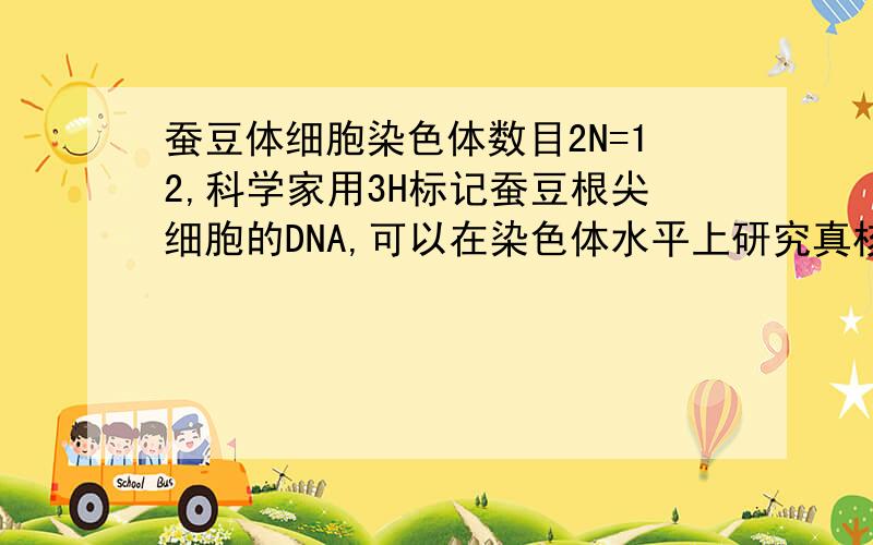 蚕豆体细胞染色体数目2N=12,科学家用3H标记蚕豆根尖细胞的DNA,可以在染色体水平上研究真核生物的DNA复制方式.实验的基本过程如下：Ⅰ.将蚕豆幼苗培养在含有3H的胸腺嘧啶核苷的培养基上,