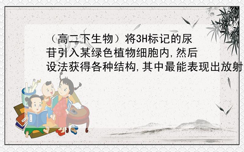 （高二下生物）将3H标记的尿苷引入某绿色植物细胞内,然后设法获得各种结构,其中最能表现出放射性的一组结构是：A.细胞核 核仁 中心体B细胞核 核糖体 高尔基体C细胞核 核糖体 线粒体 叶