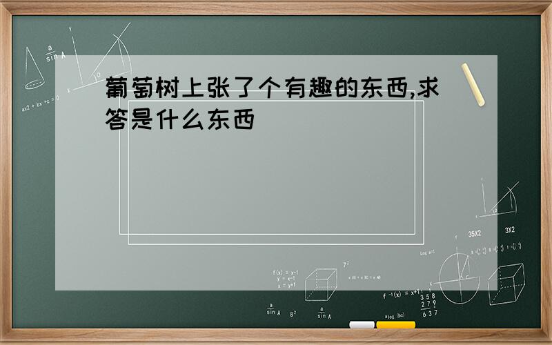 葡萄树上张了个有趣的东西,求答是什么东西