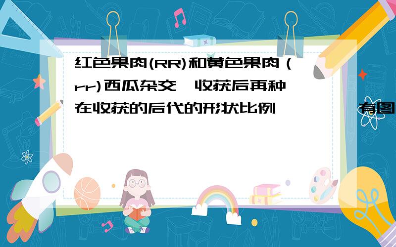 红色果肉(RR)和黄色果肉（rr)西瓜杂交,收获后再种,在收获的后代的形状比例———— 有图解