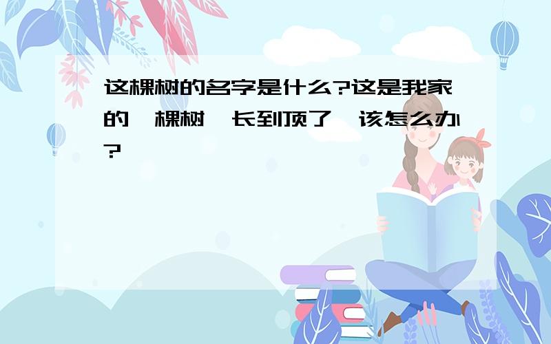 这棵树的名字是什么?这是我家的一棵树,长到顶了,该怎么办?