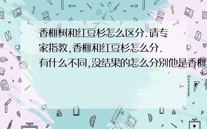 香榧树和红豆杉怎么区分.请专家指教,香榧和红豆杉怎么分.有什么不同,没结果的怎么分别他是香榧或红豆杉?