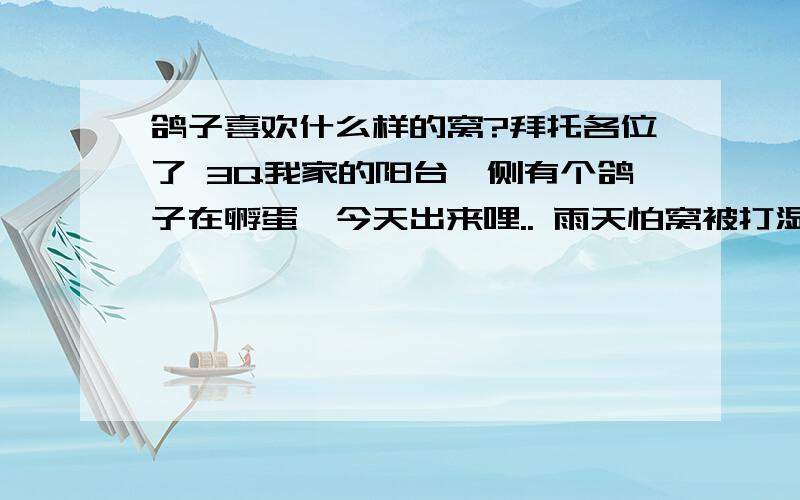 鸽子喜欢什么样的窝?拜托各位了 3Q我家的阳台一侧有个鸽子在孵蛋,今天出来哩.. 雨天怕窝被打湿. 要是人造窝 ,该怎么造? 要好的 ··