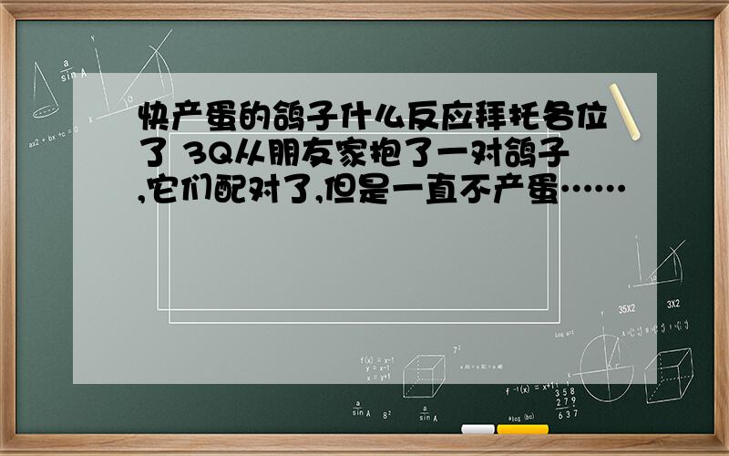 快产蛋的鸽子什么反应拜托各位了 3Q从朋友家抱了一对鸽子,它们配对了,但是一直不产蛋……