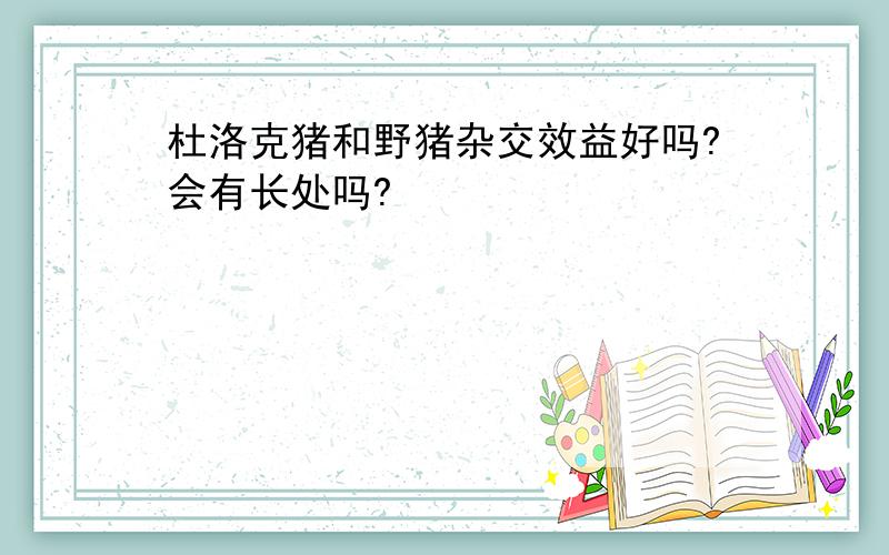 杜洛克猪和野猪杂交效益好吗?会有长处吗?