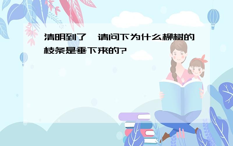 清明到了,请问下为什么柳树的枝条是垂下来的?