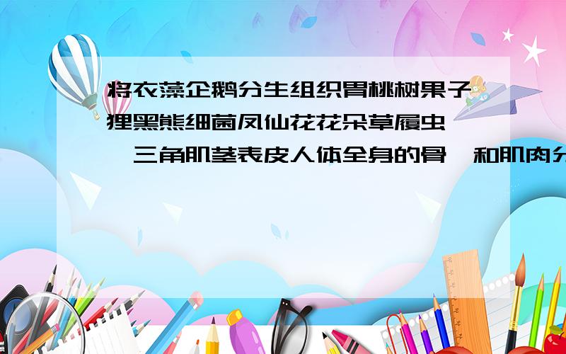 将衣藻企鹅分生组织胃桃树果子狸黑熊细菌凤仙花花朵草履虫孑孓三角肌茎表皮人体全身的骨骼和肌肉分类分为细胞 组织 器官 系统 个体