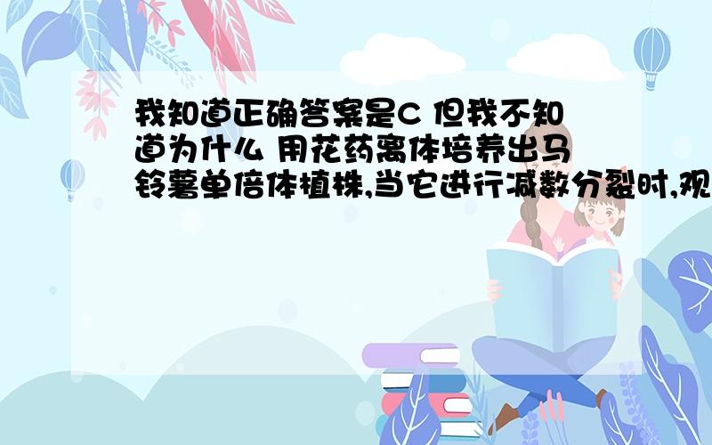 我知道正确答案是C 但我不知道为什么 用花药离体培养出马铃薯单倍体植株,当它进行减数分裂时,观察到染色体两两配对,形成12对,据此现象可推知产生花药的马铃薯是（ ） A 二倍体B三倍体 C