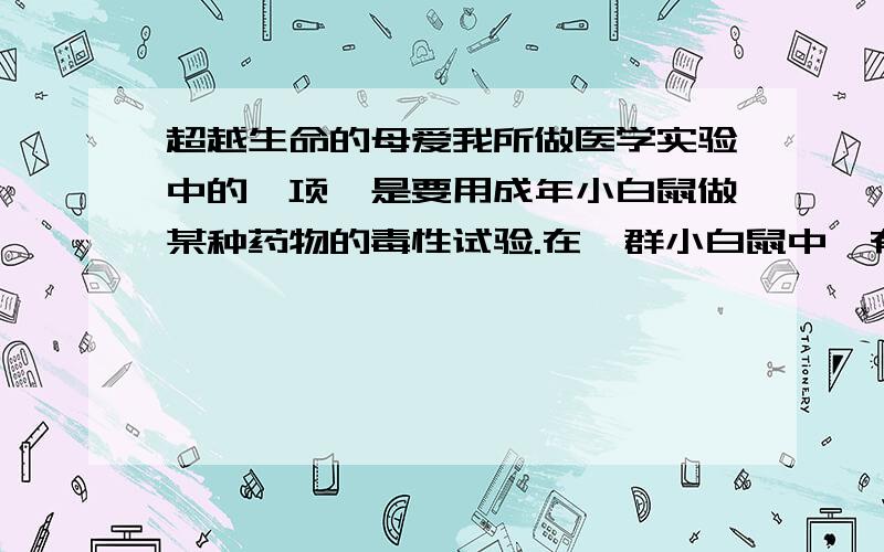 超越生命的母爱我所做医学实验中的一项,是要用成年小白鼠做某种药物的毒性试验.在一群小白鼠中,有一只雌性小白鼠,脑根部长了一个绿豆大的硬块,便被淘汰下来.我想了解一下硬块的性质,