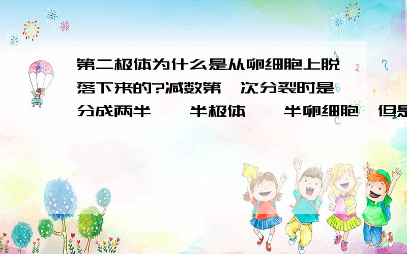 第二极体为什么是从卵细胞上脱落下来的?减数第一次分裂时是分成两半,一半极体,一半卵细胞,但是到了减数第二次分裂的时候就成了从卵细胞上脱落两个第二极体了,这是为什么?是因为已经