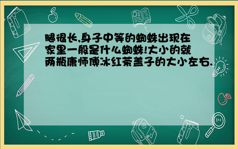 腿很长,身子中等的蜘蛛出现在家里一般是什么蜘蛛!大小的就两瓶康师傅冰红茶盖子的大小左右.