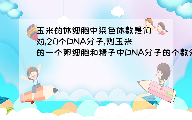 玉米的体细胞中染色体数是10对,20个DNA分子,则玉米的一个卵细胞和精子中DNA分子的个数分别是（ ） A 10个 B 10个 C 5个 D 20个