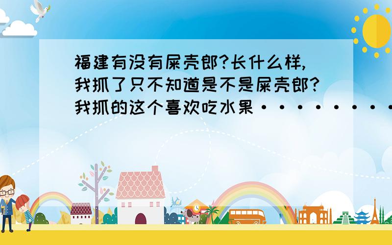 福建有没有屎壳郎?长什么样,我抓了只不知道是不是屎壳郎?我抓的这个喜欢吃水果··············