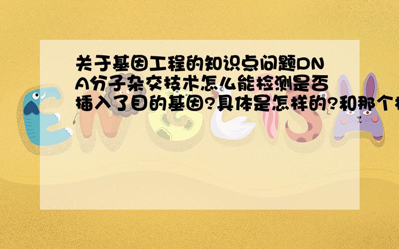 关于基因工程的知识点问题DNA分子杂交技术怎么能检测是否插入了目的基因?具体是怎样的?和那个检验是否转录出mRNA的那个有什么区别?具体一点,