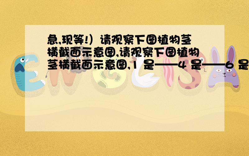 急,现等!）请观察下图植物茎横截面示意图,请观察下图植物茎横截面示意图,1 是——4 是——6 是——为什么这个示意图不像树木一样（有许多同心圆），而是有许多散布的小圆？还有：图一