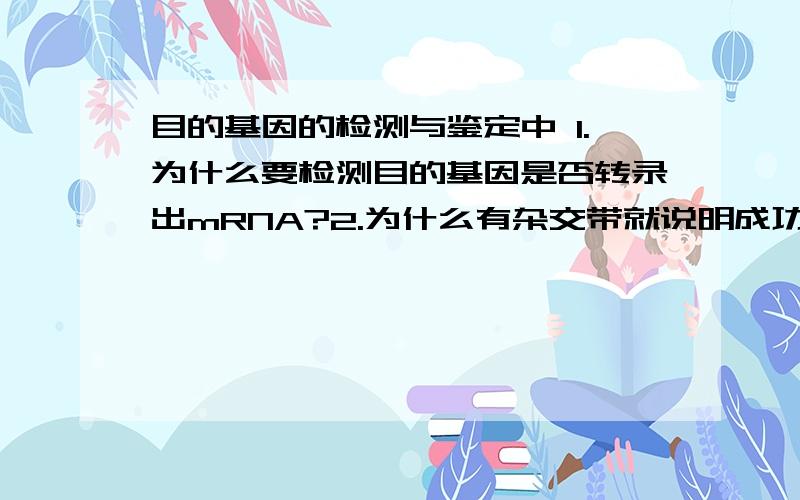 目的基因的检测与鉴定中 1.为什么要检测目的基因是否转录出mRNA?2.为什么有杂交带就说明成功?3.3.为什么两者可杂交?其原理是什么?