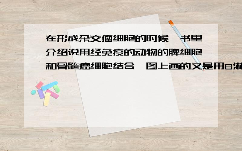 在形成杂交瘤细胞的时候,书里介绍说用经免疫的动物的脾细胞和骨髓瘤细胞结合,图上画的又是用B淋巴细胞问一下脾细胞核B淋巴细胞有什么区别吗?