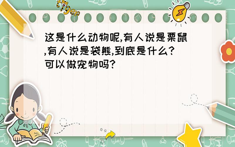 这是什么动物呢,有人说是栗鼠,有人说是袋熊,到底是什么?可以做宠物吗?