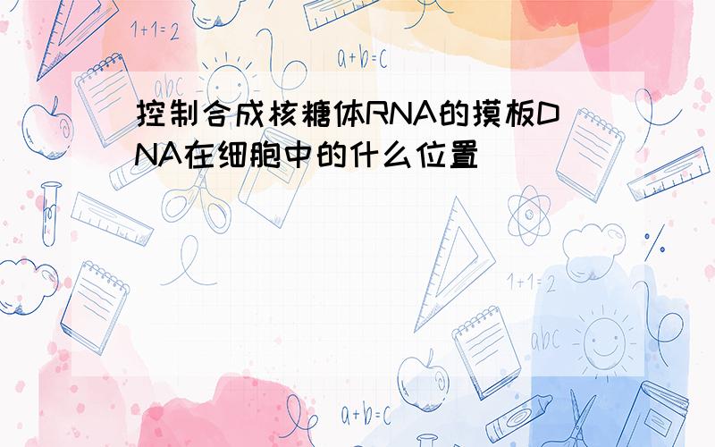 控制合成核糖体RNA的摸板DNA在细胞中的什么位置