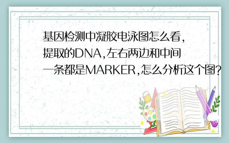 基因检测中凝胶电泳图怎么看,提取的DNA,左右两边和中间一条都是MARKER,怎么分析这个图?