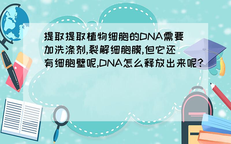 提取提取植物细胞的DNA需要加洗涤剂,裂解细胞膜,但它还有细胞壁呢,DNA怎么释放出来呢?