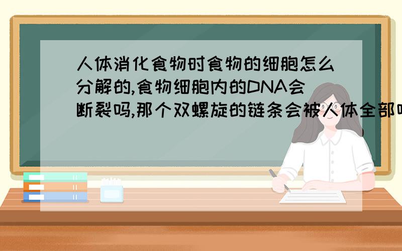 人体消化食物时食物的细胞怎么分解的,食物细胞内的DNA会断裂吗,那个双螺旋的链条会被人体全部吸收吗我想通过消化吸收看看转基因的食物的非转基因的吸收后有什么不同