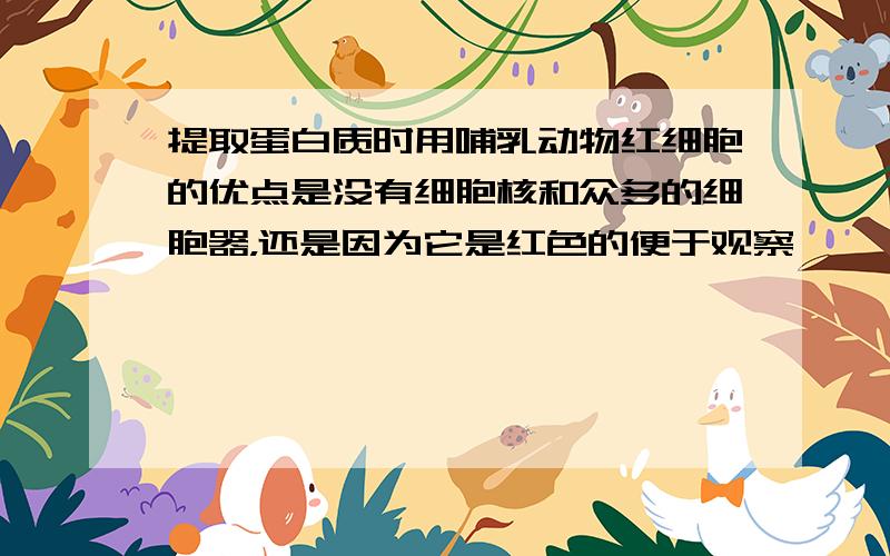 提取蛋白质时用哺乳动物红细胞的优点是没有细胞核和众多的细胞器，还是因为它是红色的便于观察