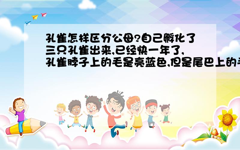 孔雀怎样区分公母?自己孵化了三只孔雀出来,已经快一年了,孔雀脖子上的毛是亮蓝色,但是尾巴上的毛还是小时候的样子,也不知道哪只是公哪只是母!（三只的颜色都是一样的!）