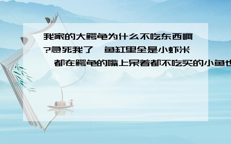 我家的大鳄龟为什么不吃东西啊?急死我了,鱼缸里全是小虾米,都在鳄龟的嘴上呆着都不吃买的小鱼也不吃,是不是温度太低啊我觉得温度可以啊,鱼缸就放在窗台上,天天晒阳光,就是不吃东西我