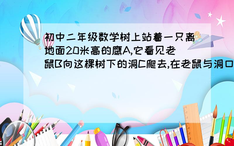 初中二年级数学树上站着一只离地面20米高的鹰A,它看见老鼠B向这棵树下的洞C爬去,在老鼠与洞口的距离适应所在高度的两倍时,鹰沿直线向老鼠扑去,试判断鹰在距洞窟多远处抓住老鼠鹰和老