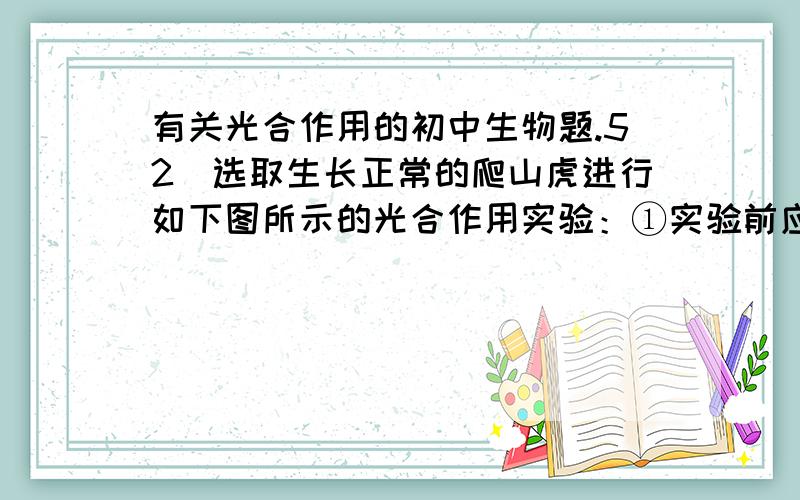 有关光合作用的初中生物题.52．选取生长正常的爬山虎进行如下图所示的光合作用实验：①实验前应将此装置 黑暗处一昼夜后 移至光下 小时,取下,分别放入盛有酒精的小烧杯中,隔水加热,使