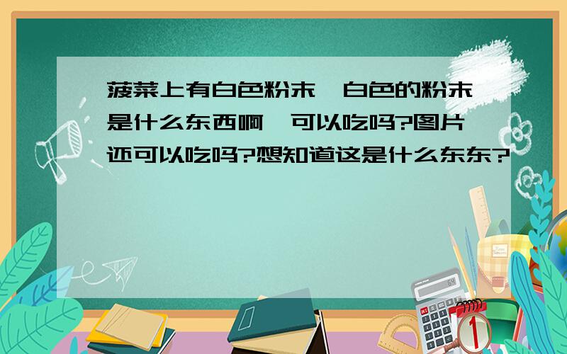 菠菜上有白色粉末,白色的粉末是什么东西啊,可以吃吗?图片还可以吃吗?想知道这是什么东东?