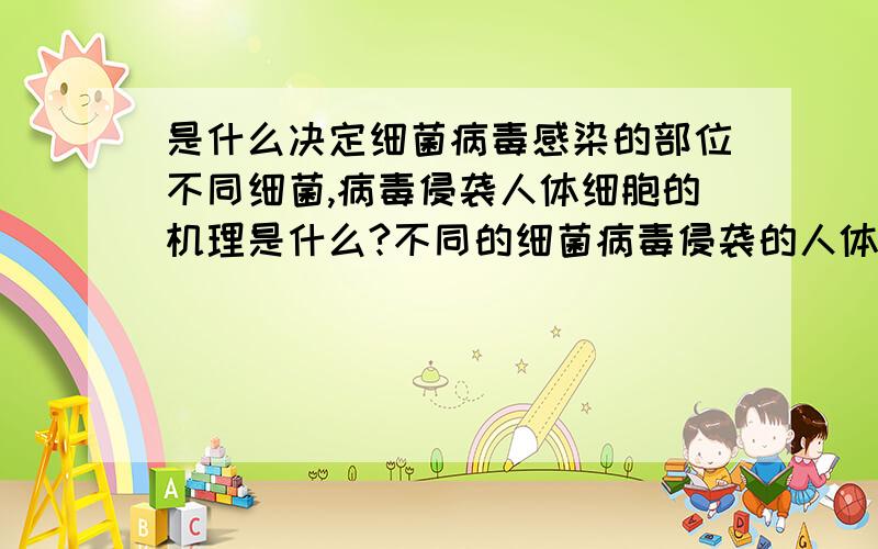 是什么决定细菌病毒感染的部位不同细菌,病毒侵袭人体细胞的机理是什么?不同的细菌病毒侵袭的人体部位是不同的!造成了不同的部位的感染!是什么决定的的?是鞭毛不同造成的?还是不同部