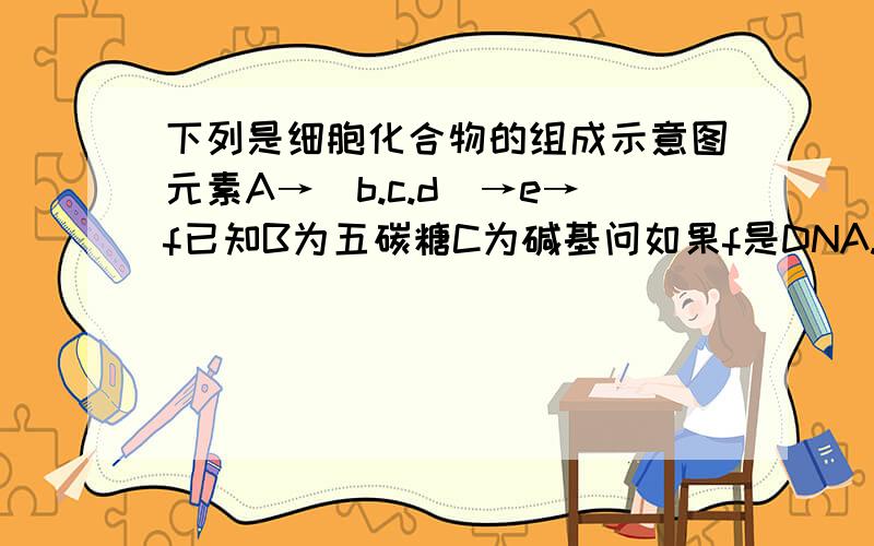 下列是细胞化合物的组成示意图元素A→(b.c.d)→e→f已知B为五碳糖C为碱基问如果f是DNA.b是什么?c的种类包括什么?如果f是RNA,那么e是什么?e的种类有几种?其种类由什么决定?组成f的元素a包括什