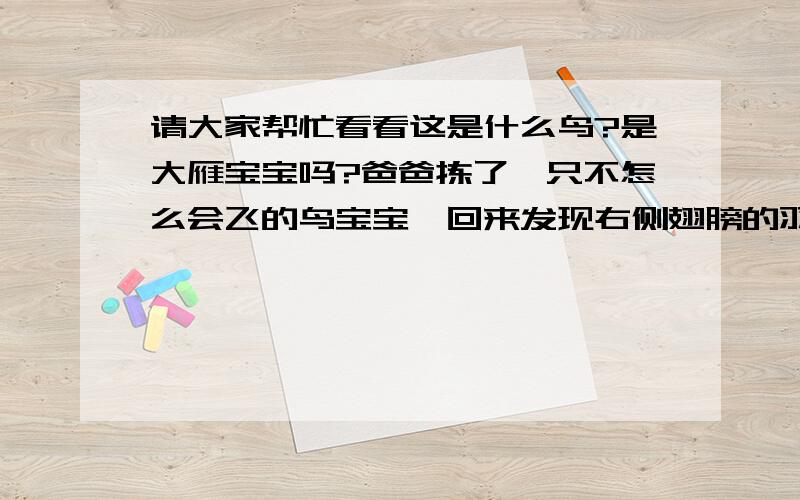 请大家帮忙看看这是什么鸟?是大雁宝宝吗?爸爸拣了一只不怎么会飞的鸟宝宝,回来发现右侧翅膀的羽毛被人剪掉,失去平衡飞不起来了,谁知道这是什么鸟?像野鸭子,但站起来脖子挺长的,像大