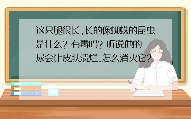 这只腿很长,长的像蜘蛛的昆虫是什么? 有毒吗? 听说他的尿会让皮肤溃烂,怎么消灭它?