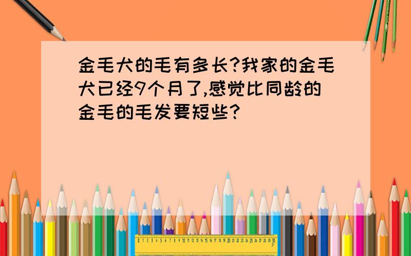 金毛犬的毛有多长?我家的金毛犬已经9个月了,感觉比同龄的金毛的毛发要短些?