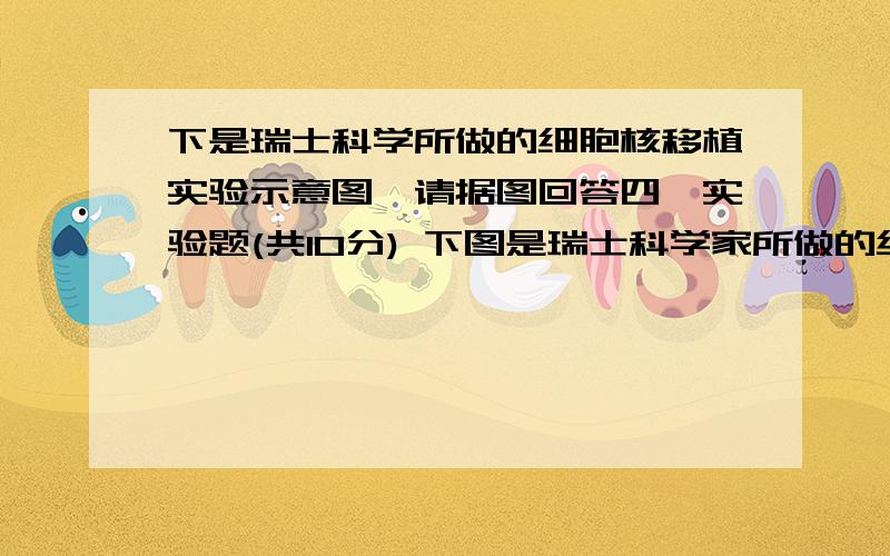 下是瑞士科学所做的细胞核移植实验示意图,请据图回答四、实验题(共10分) 下图是瑞士科学家所做的细胞核移植实验示意图.　　请据图回答下列问题：　　(1)根据图示填出下列序号代表的名