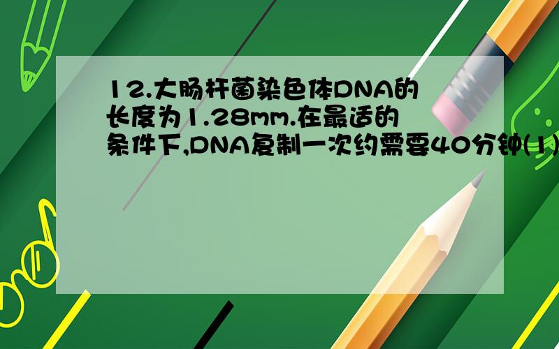 12.大肠杆菌染色体DNA的长度为1.28mm.在最适的条件下,DNA复制一次约需要40分钟(1)在1分钟内,一个复制叉前进的距离是多少?(2)如果复制的DNA以B型DNA存在(10.4bps/turn),则在一个复制叉内,每分钟有多