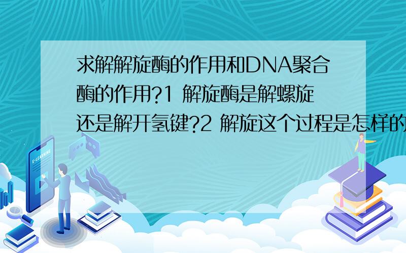 求解解旋酶的作用和DNA聚合酶的作用?1 解旋酶是解螺旋还是解开氢键?2 解旋这个过程是怎样的?3 DNA聚合酶是连接氢键吗?