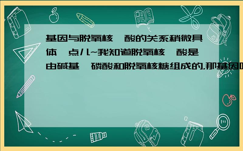 基因与脱氧核苷酸的关系稍微具体一点儿~我知道脱氧核苷酸是由碱基、磷酸和脱氧核糖组成的，那基因呢？没有固定或者是具体的组成描述吗？是若干个脱氧核苷酸的聚合体 or something else