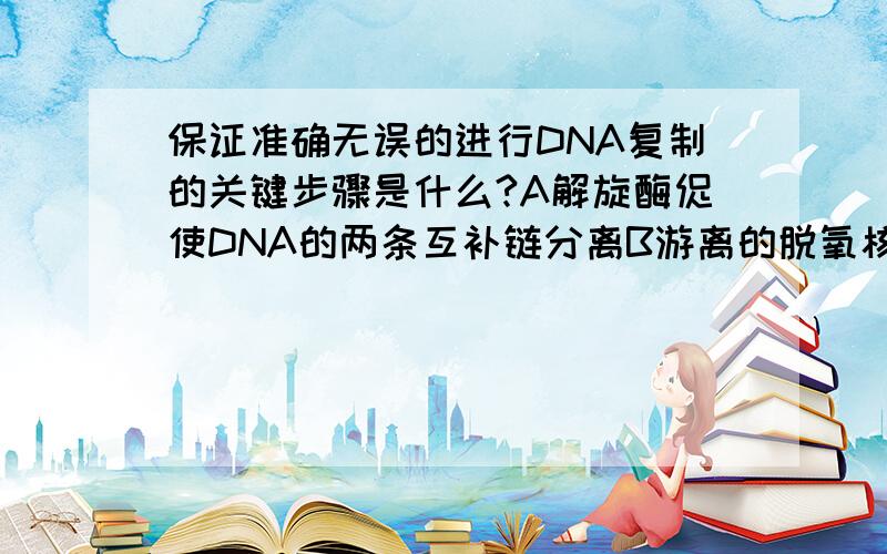 保证准确无误的进行DNA复制的关键步骤是什么?A解旋酶促使DNA的两条互补链分离B游离的脱氧核苷酸与母链碱基