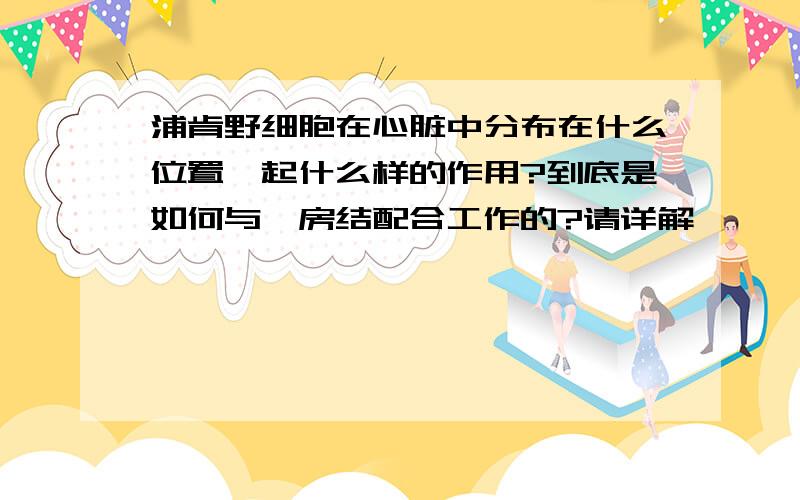 浦肯野细胞在心脏中分布在什么位置,起什么样的作用?到底是如何与窦房结配合工作的?请详解,